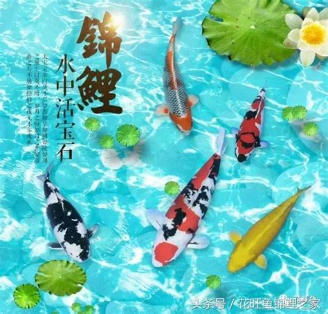 風水魚數量|養對魚數：財運滾滾來